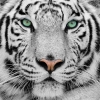 INTERRUPTEUR DECORE "TIGRE BLANC"