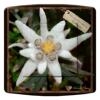 INTERRUPTEUR DECORE  EDELWEISS