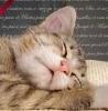 INTERRUPTEUR SOMMEIL DE CHAT