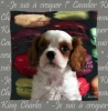 INTERRUPTEUR DECORE  KING CHARLES